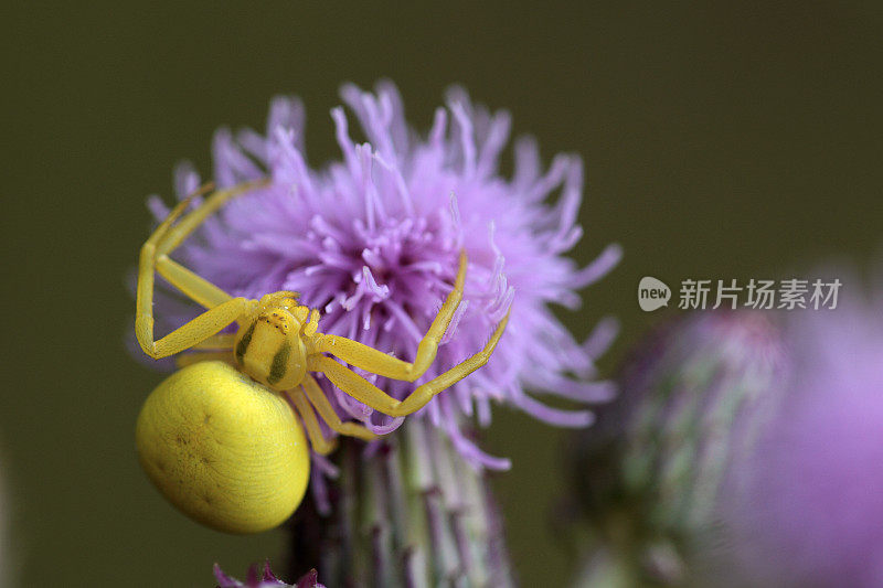 蓟上的黄花蟹蛛(Misumena vatia)